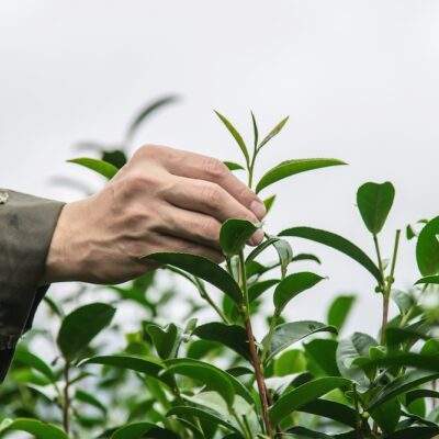 GREEN TEA EXTRACT POWDER GREEN TEA EXTRACT 70 CATECHIN