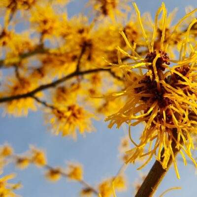 WITCH HAZEL ORGANIC DISTILLED WATER