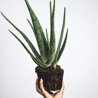 ALOE VERA JUICE