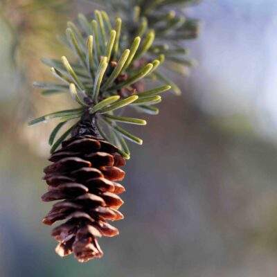 Cedarwood01 scaled