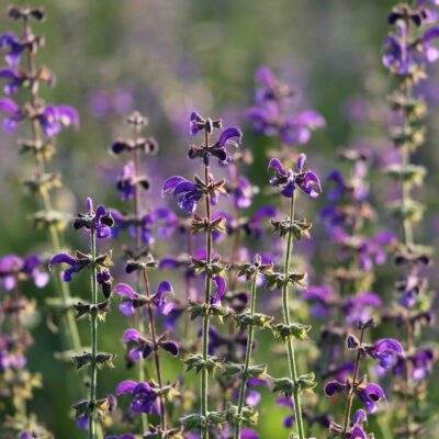 Clary Sage scaled