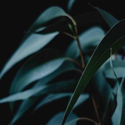 Eucalyptus01 scaled