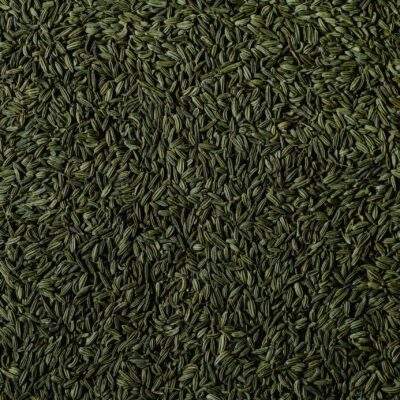 Fennel scaled
