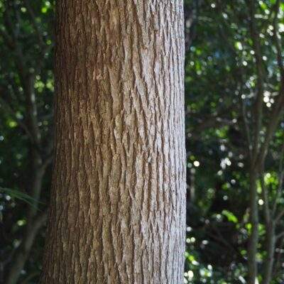 Ho wood scaled