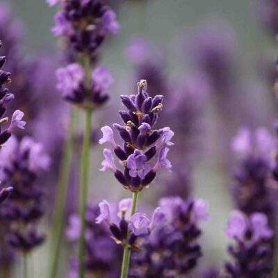 Lavender