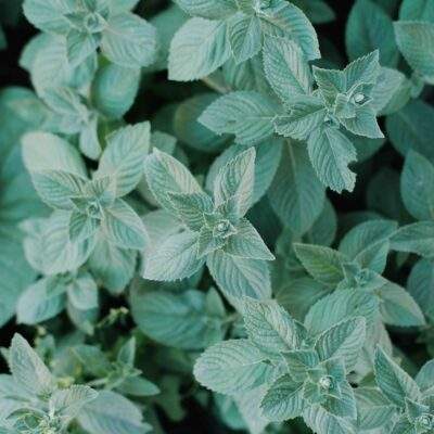 Peppermint02 scaled
