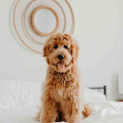 Pet Care scaled