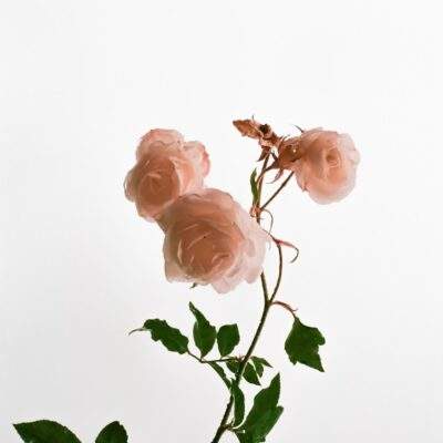 ROSE WATER ORGANIC
