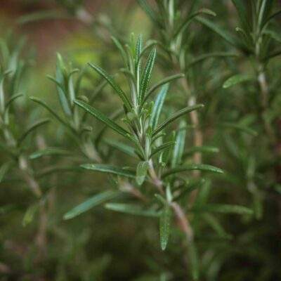 Rosemary01 scaled