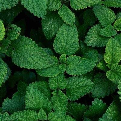 Spearmint scaled