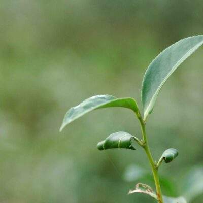 Tea Tree scaled