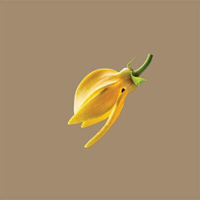 Ylang Ylang02