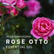 ROSE OTTO ESSENTIAL OIL