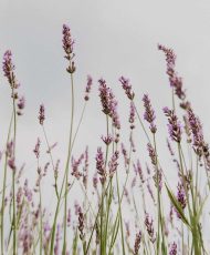 LAVENDER WATER ORGANIC
