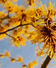 WITCH HAZEL ORGANIC DISTILLED WATER